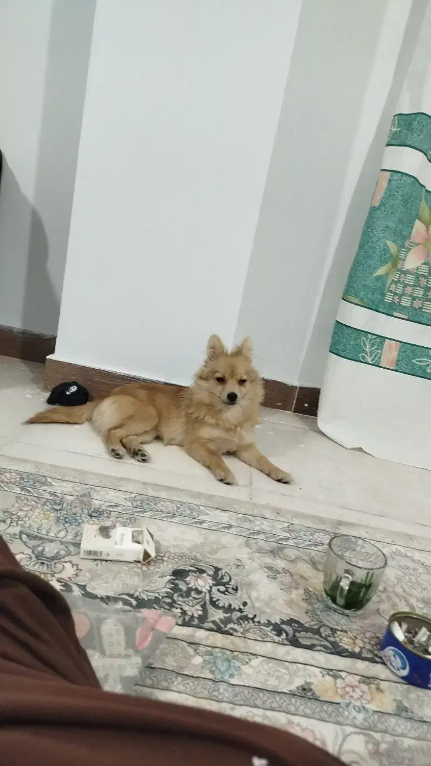 واگذاری سگ پامرانین. روباهی رایگان|سگ|خرمآباد, |دیوار