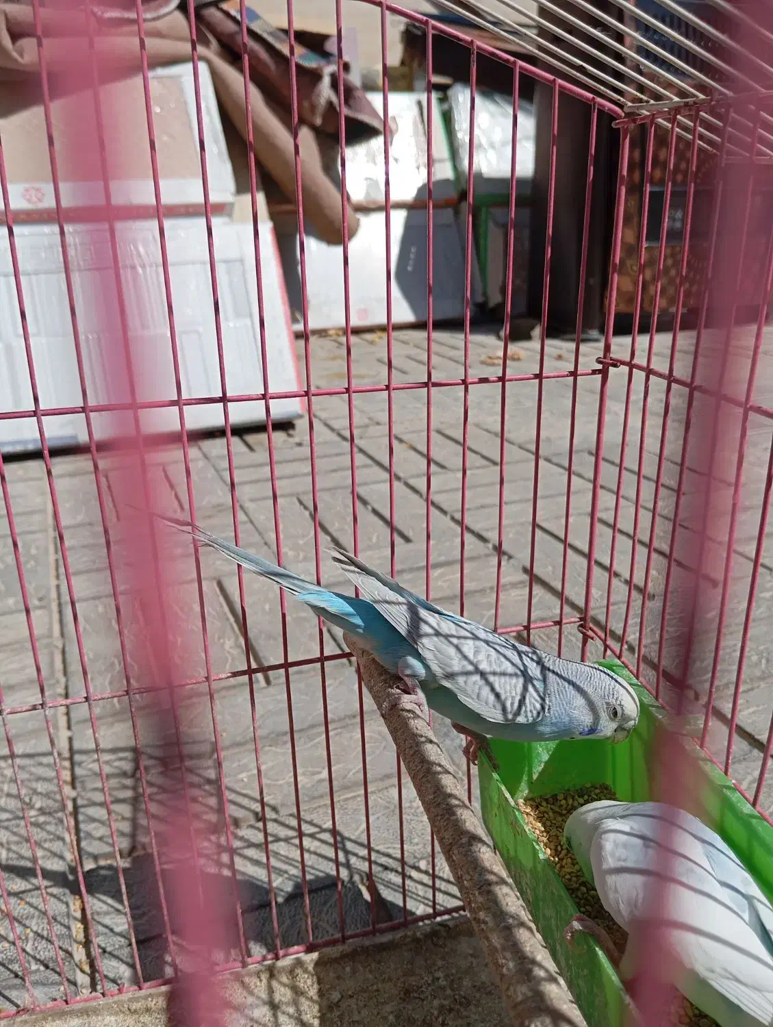 طوطی،کتوله برزیلی ،مرغ عشق|پرنده|یاسوج, |دیوار