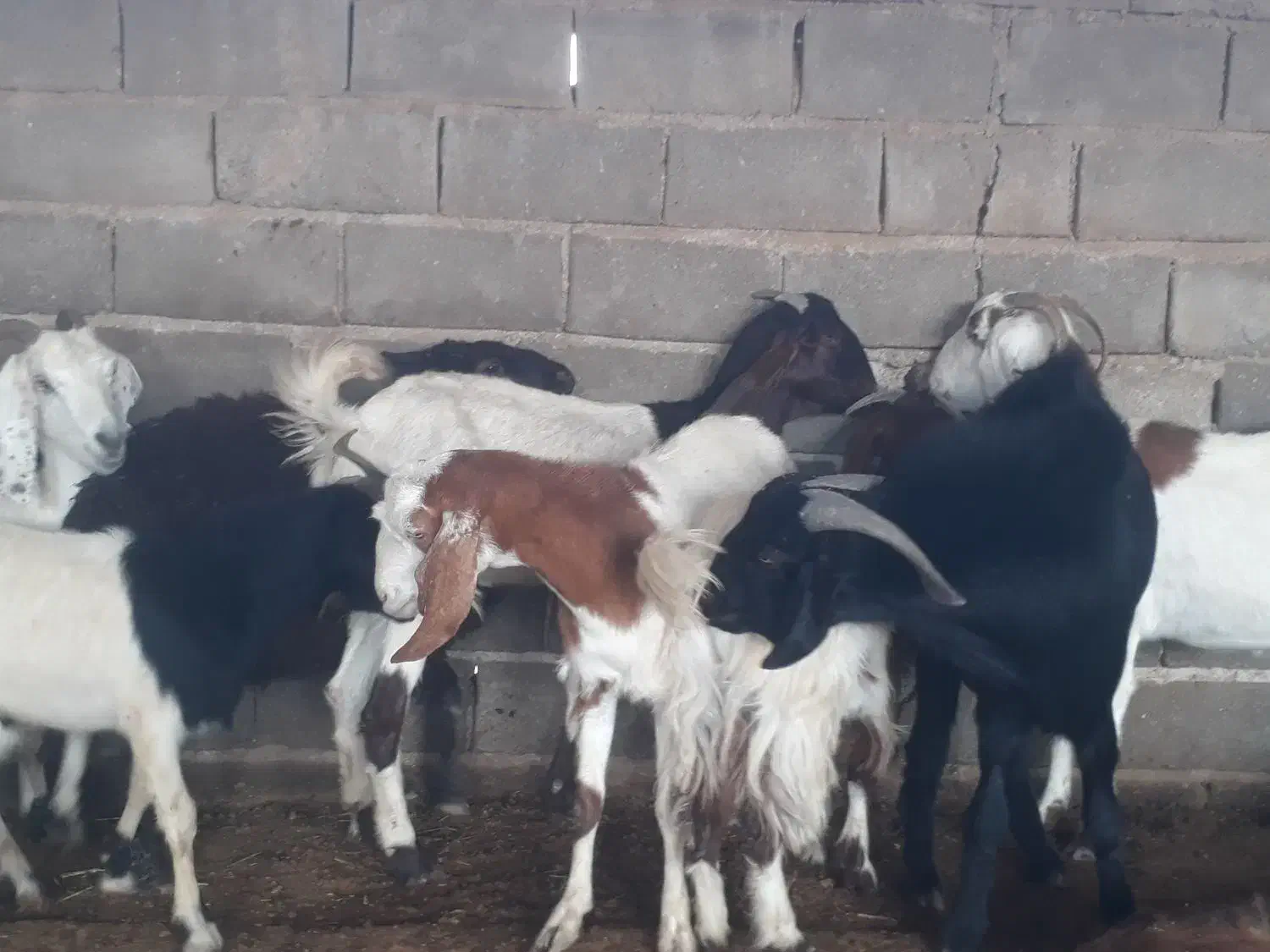 گله بز نجدی افغانی ومحلی ۴۰ راس نزدیکزا همه روهم|حیوانات مزرعه|بندر ماهشهر, |دیوار