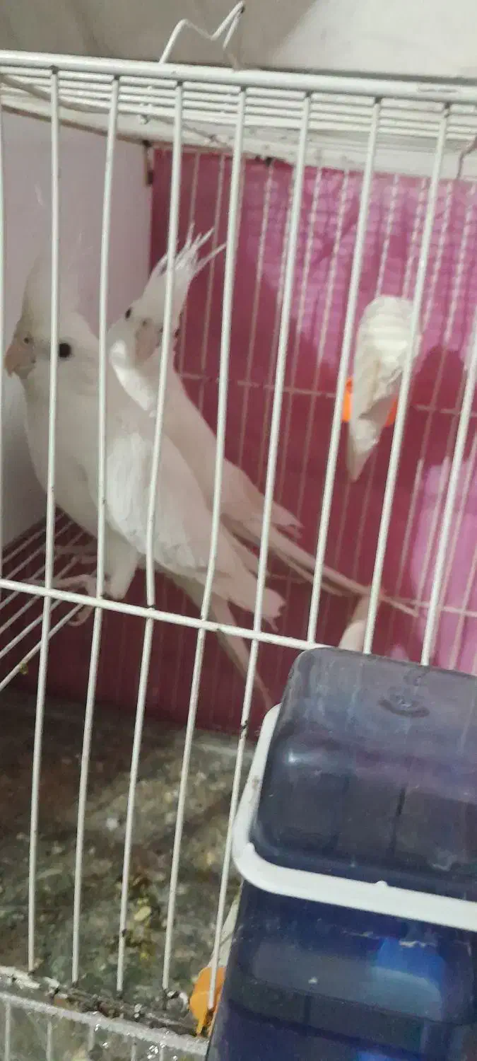 عروس هلندی|پرنده|قوچان, |دیوار