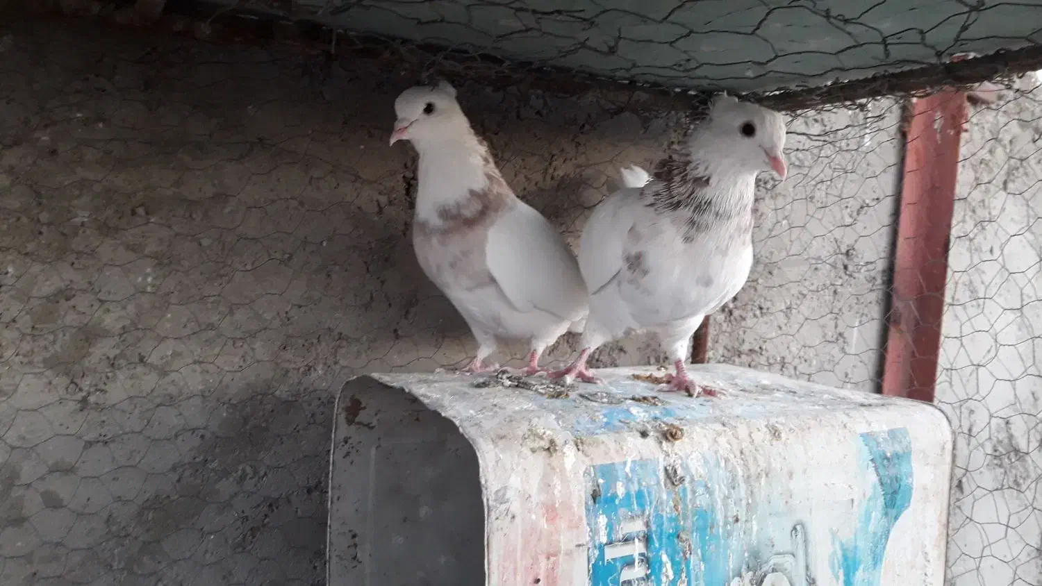 طوقی نروماده|پرنده|ابریشم, |دیوار