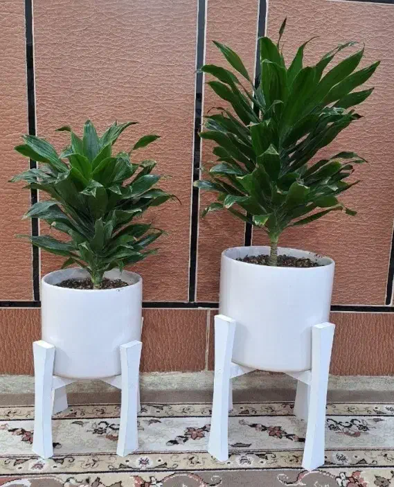 گل های آپارتمانی|گل و گیاه طبیعی|آبدانان, |دیوار