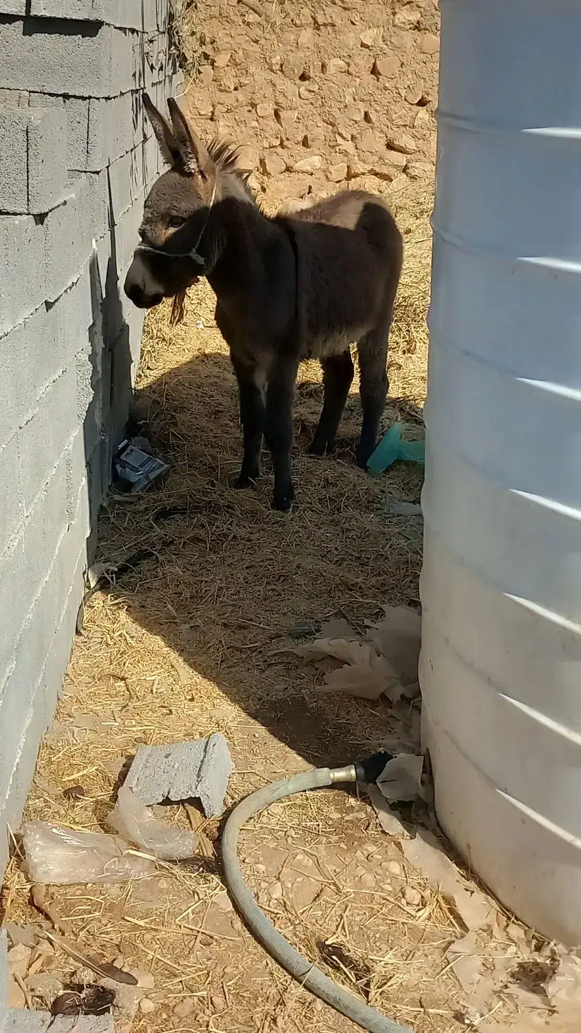 الاغ|حیوانات مزرعه|شیراز, داریون|دیوار