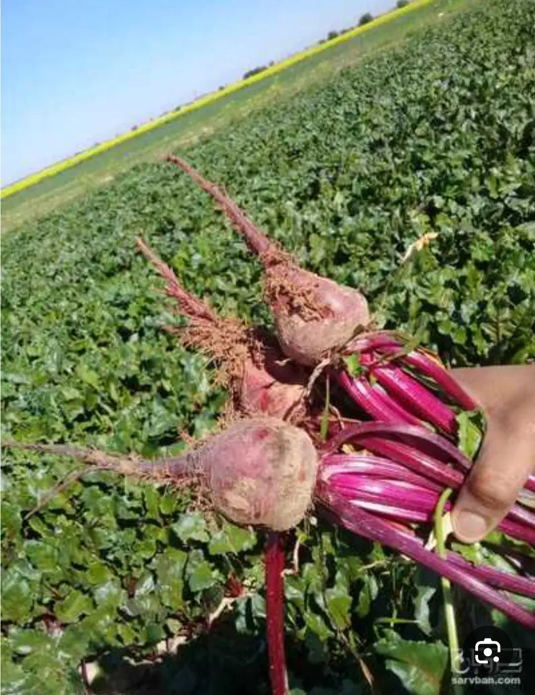 سرکارگر هستم|خدمات باغبانی و درختکاری|گتوند, |دیوار