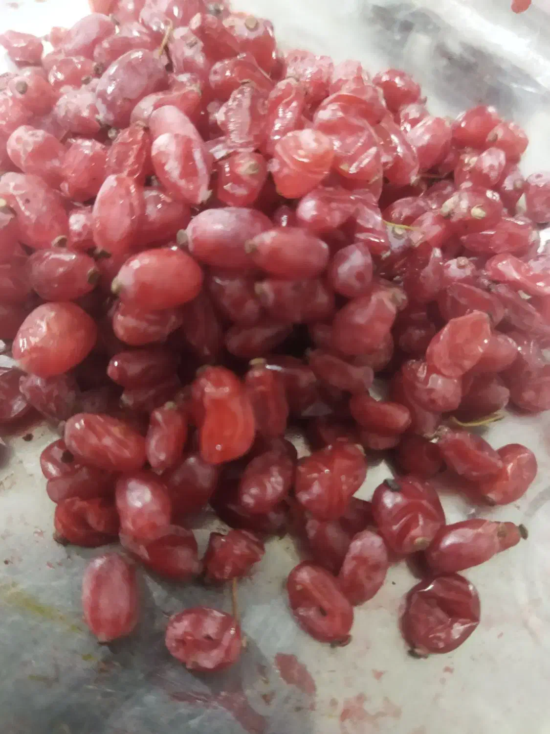 زرشک تازه فروش فوری|خوردنی و آشامیدنی|تربتحیدریه, بی بی حسنیه|دیوار