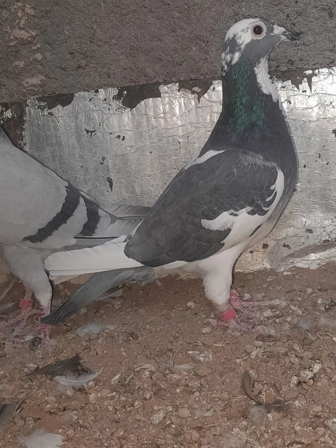 اوقون‌و ابلق پرشی|پرنده|تربت جام, میان جام|دیوار