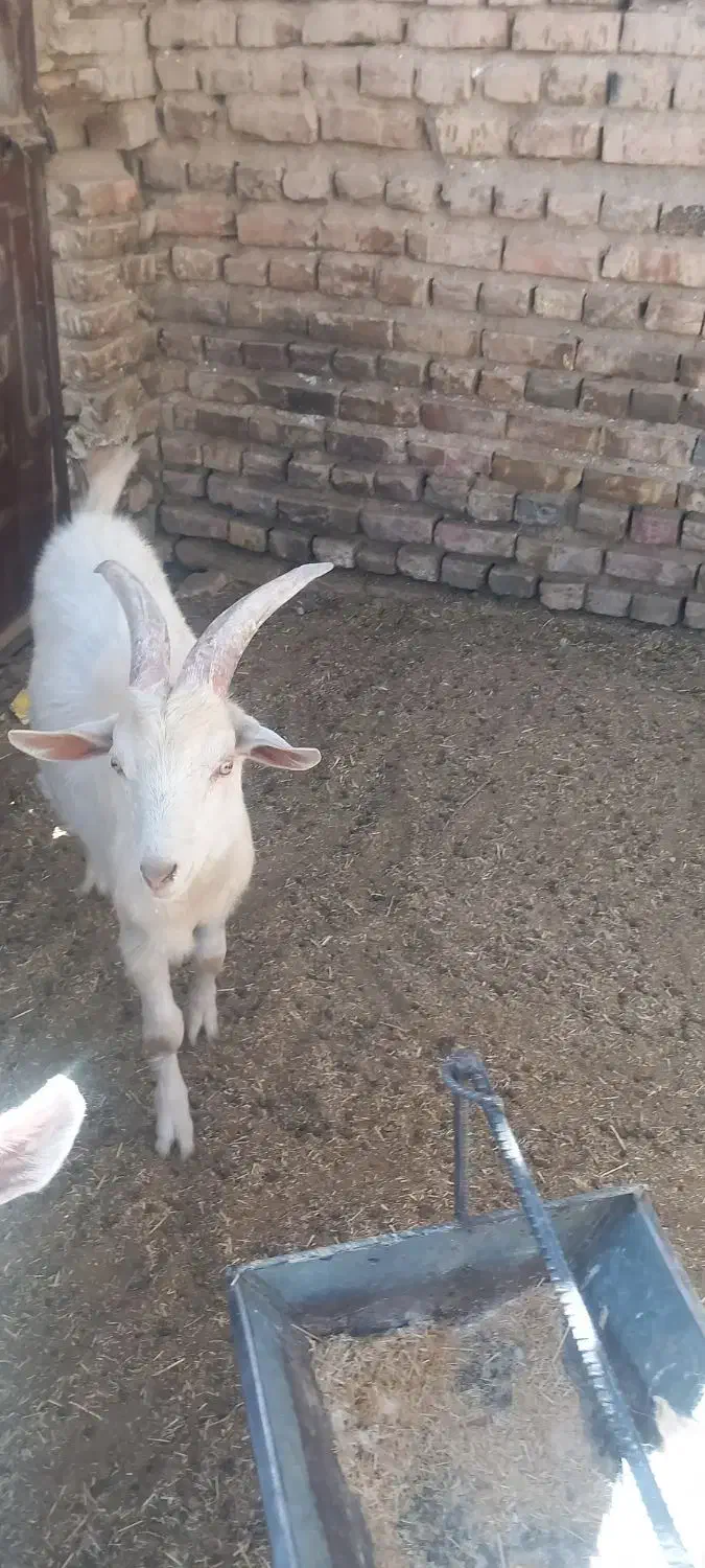 تروشت فروشی|حیوانات مزرعه|خاش, |دیوار