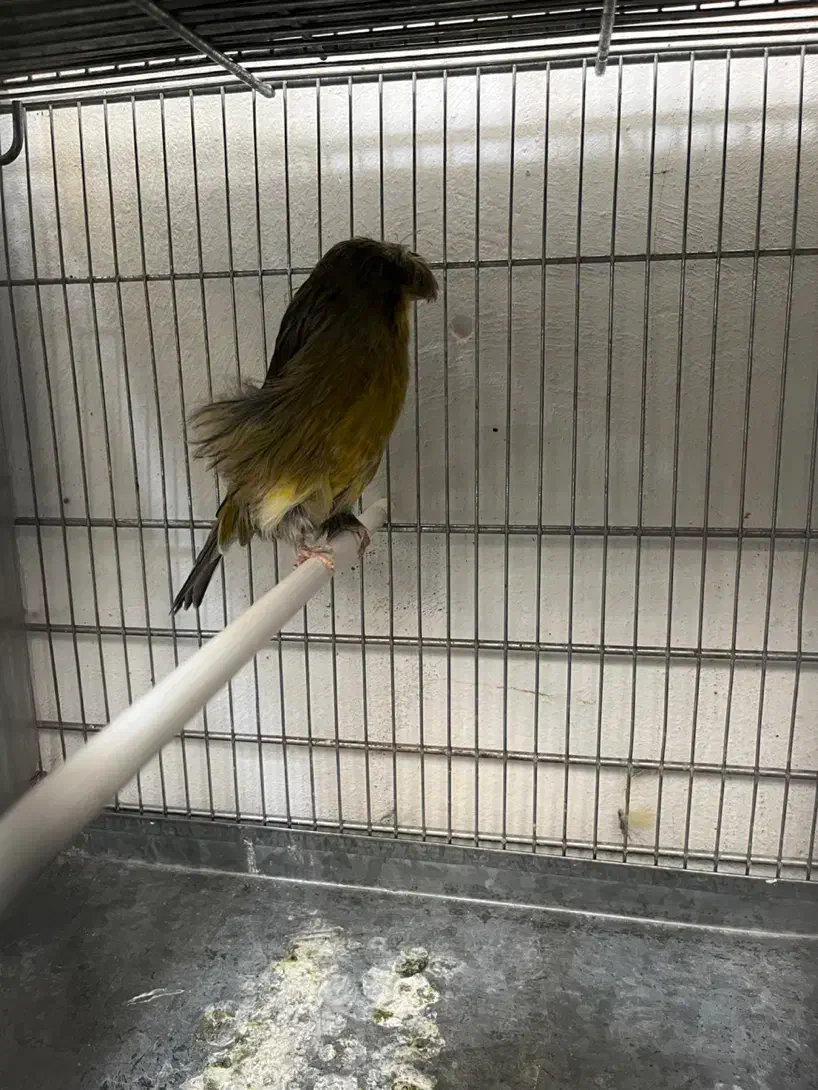 قناری کرست رسمی بلند|پرنده|تهران, خاوران|دیوار