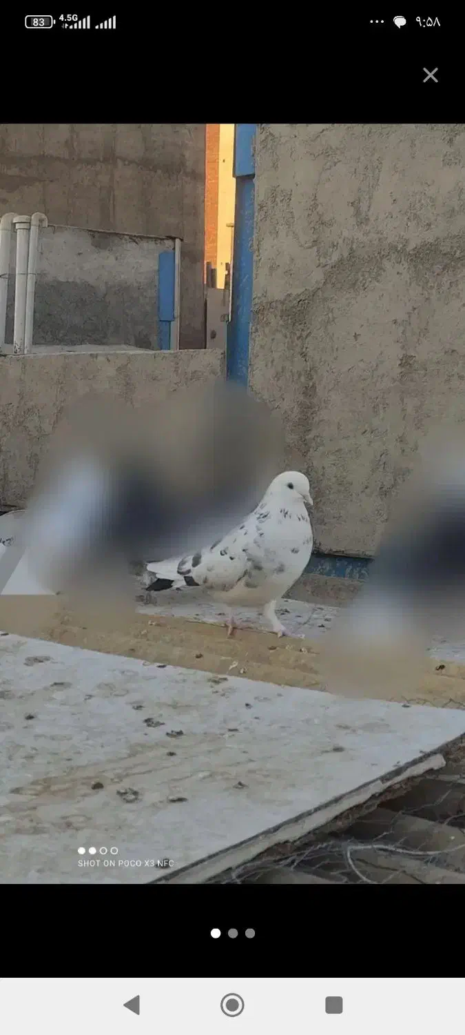 کبوتر کفتر|پرنده|تهران, سبلان (لشگر)|دیوار