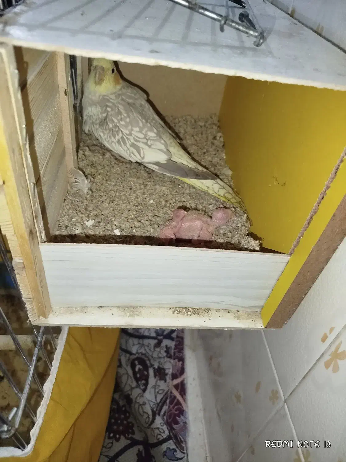 عروس هلندی مولد سخنگو|پرنده|سنندج, |دیوار