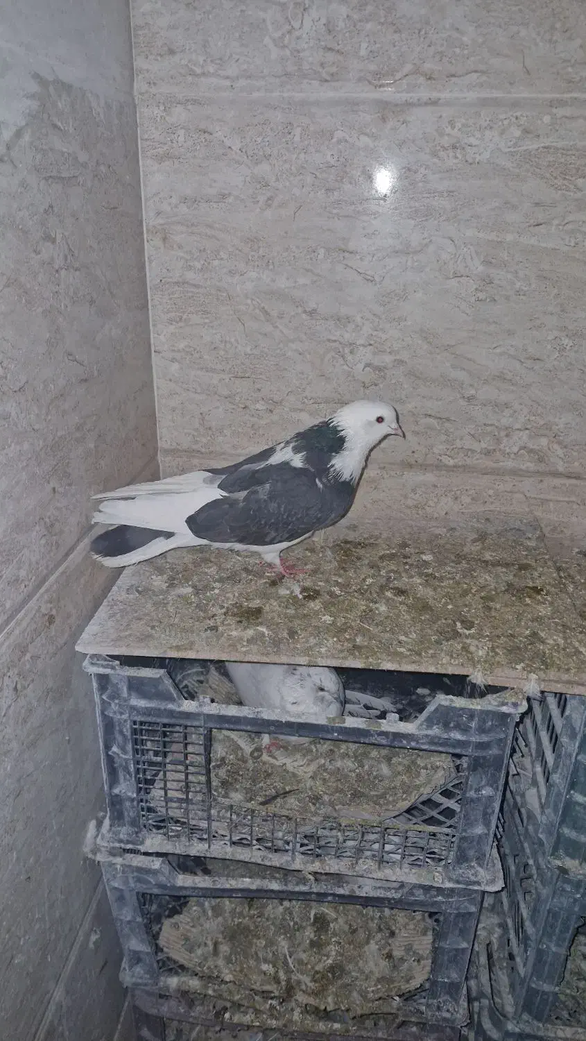 فروش کبوتر معاوضه با قناری|پرنده|قیدار, |دیوار