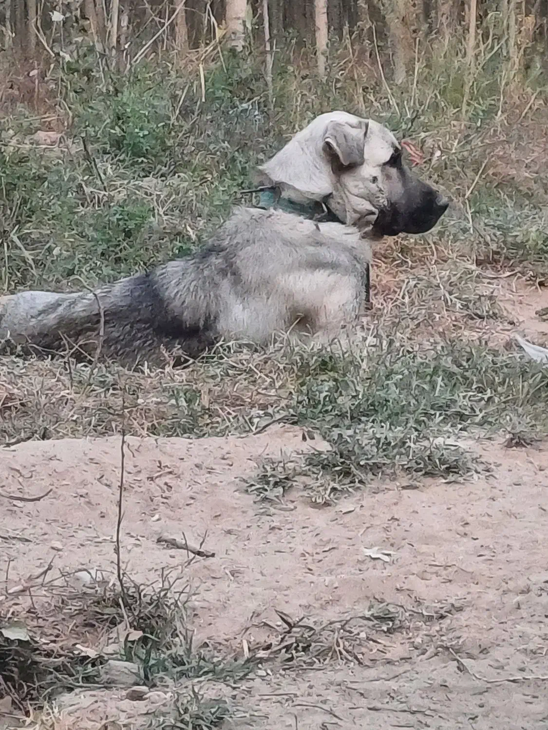 گمشده|حیوانات|کشاورز, |دیوار