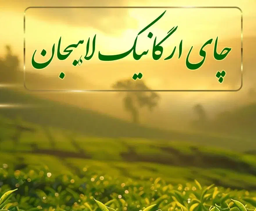 فروش چای بهاره اورگانیک لاهیجان در سراسر کشور|خوردنی و آشامیدنی|رشت, پیرسرا|دیوار