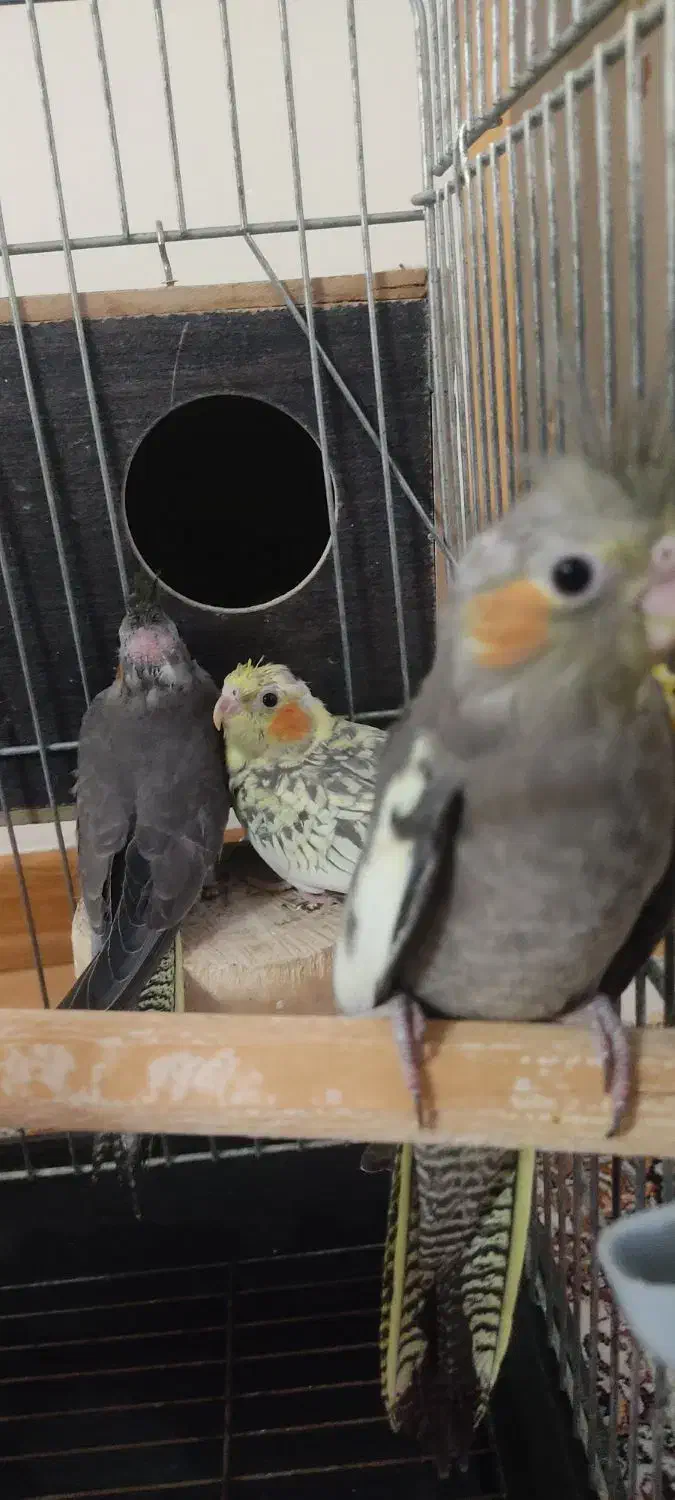 جوجه عروس هلندی|پرنده|پاکدشت, شهرک امام رضا|دیوار