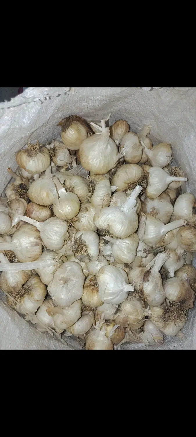 سیر|خوردنی و آشامیدنی|کرمانشاه, |دیوار