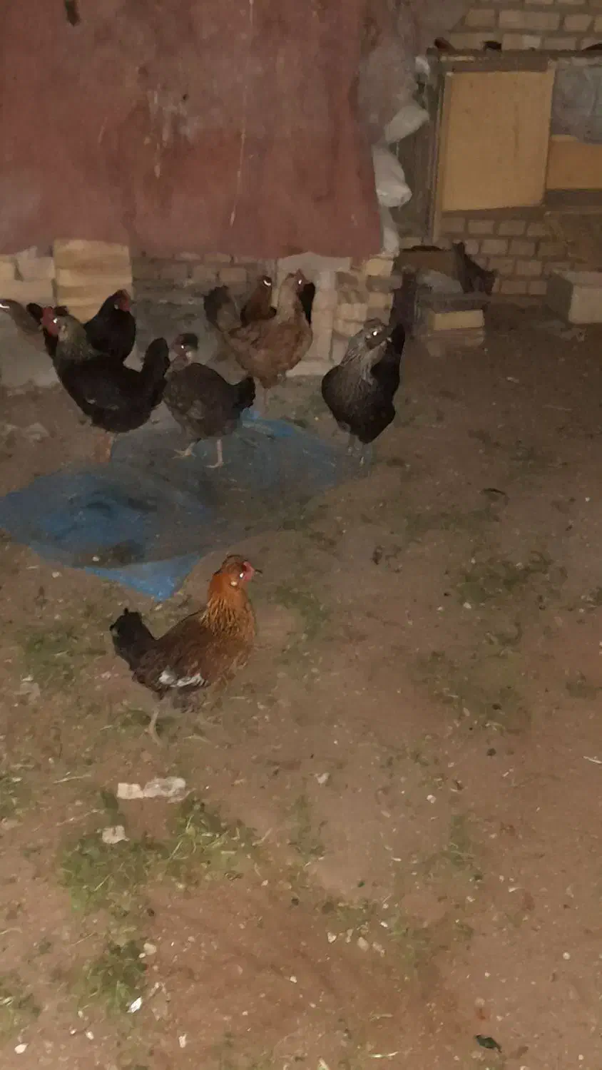 مرغ عربی تخم گذار حمیدیه|حیوانات مزرعه|اهواز, آسیاباد|دیوار