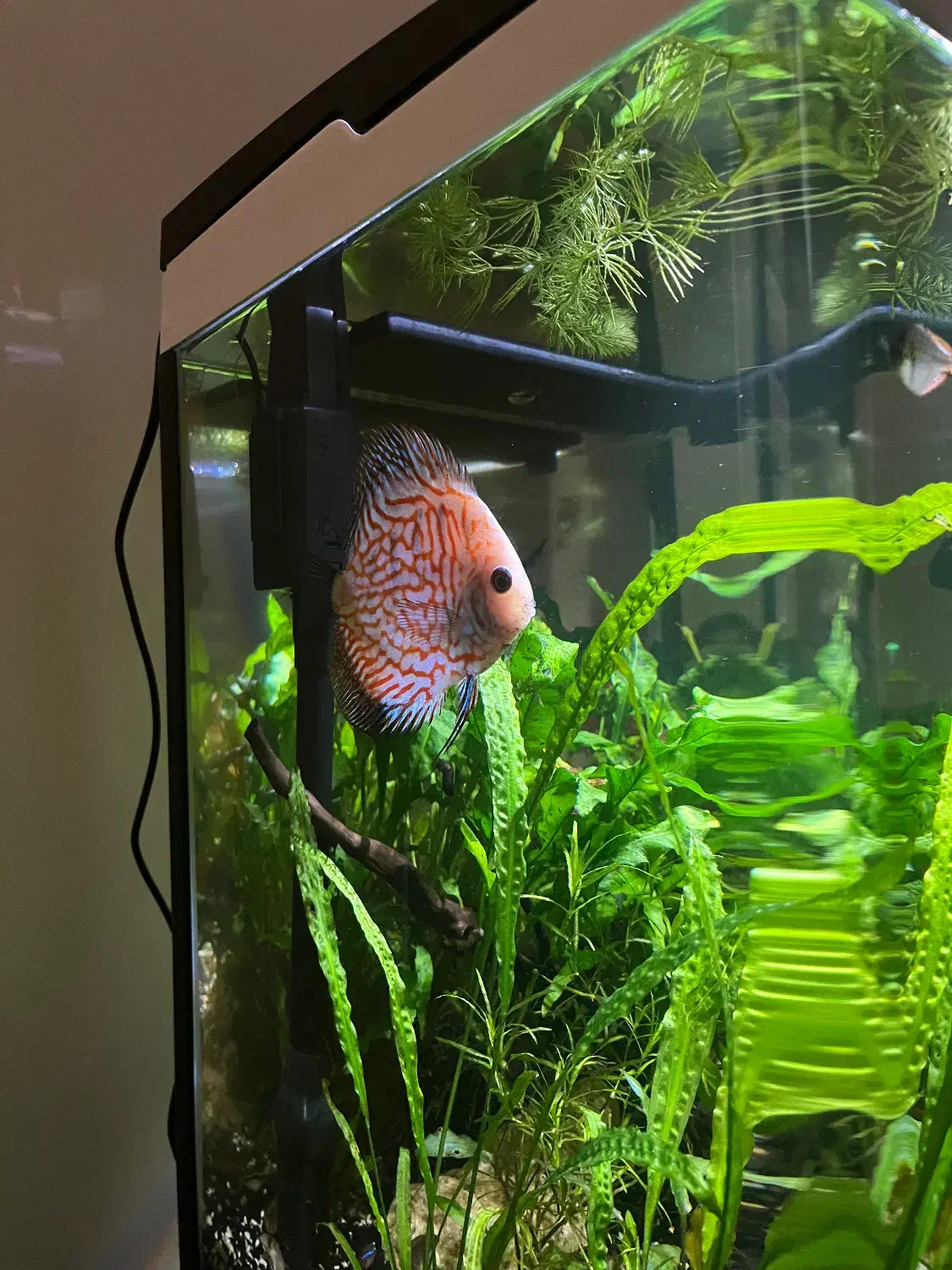 چهار عدد ماهی دیسکس ماهی زینتی Discus|ماهی|اصفهان, باغ فردوس|دیوار