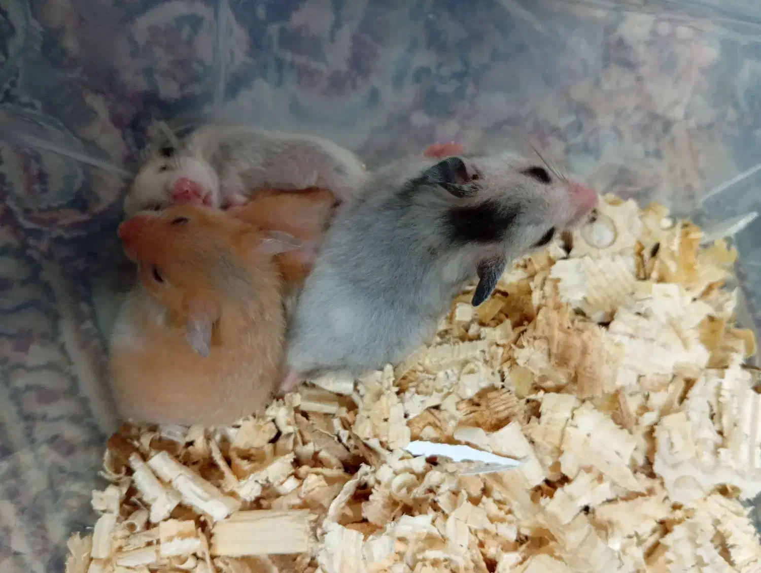 همستر|موش و خرگوش|قم, ولیعصر|دیوار