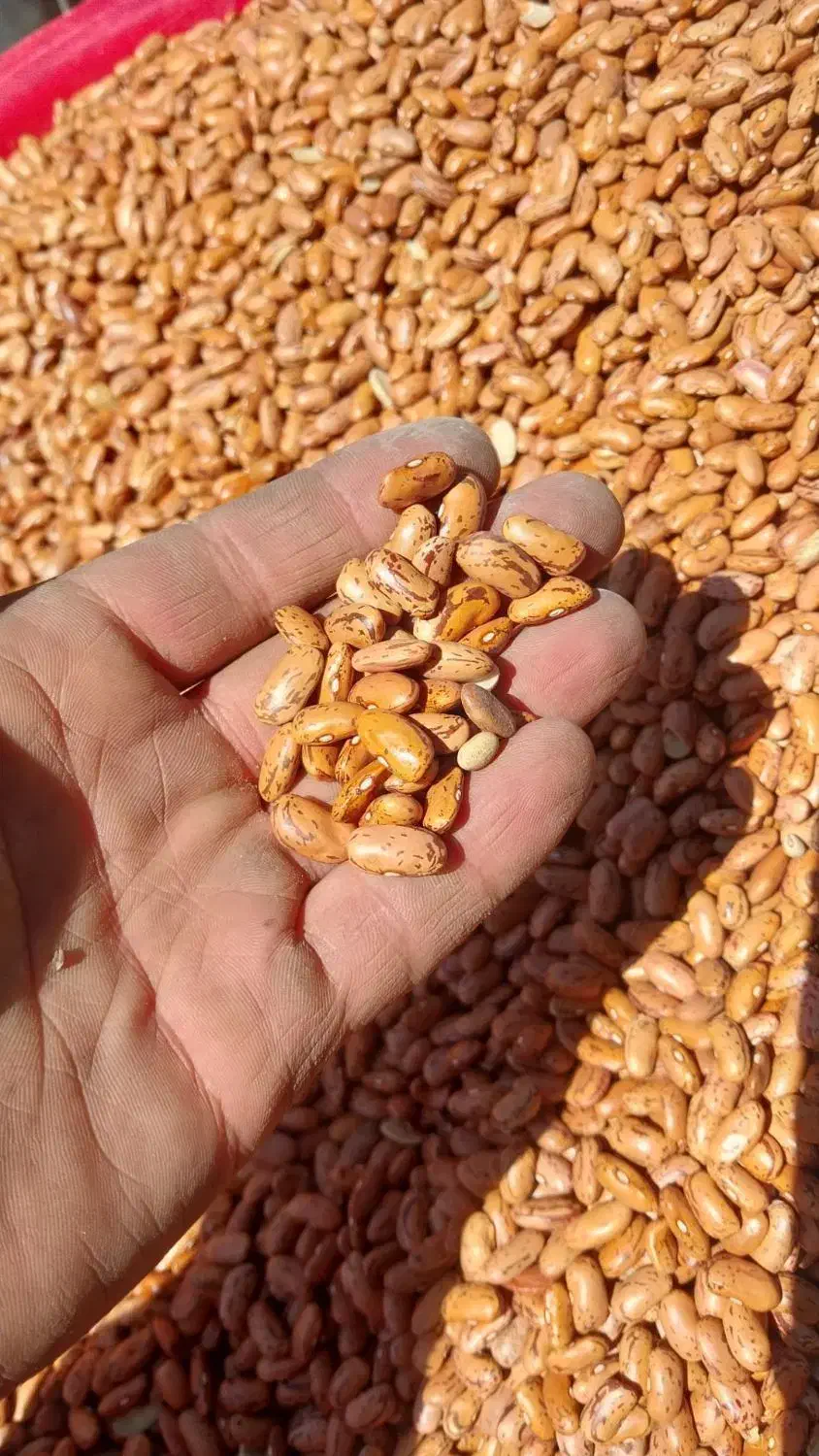 لوبیا چیتی درجه یک قیمت مناسب|خوردنی و آشامیدنی|استهبان, |دیوار