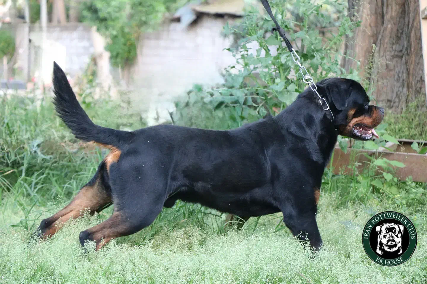 روتوایلر|سگ|قائم‌شهر, |دیوار