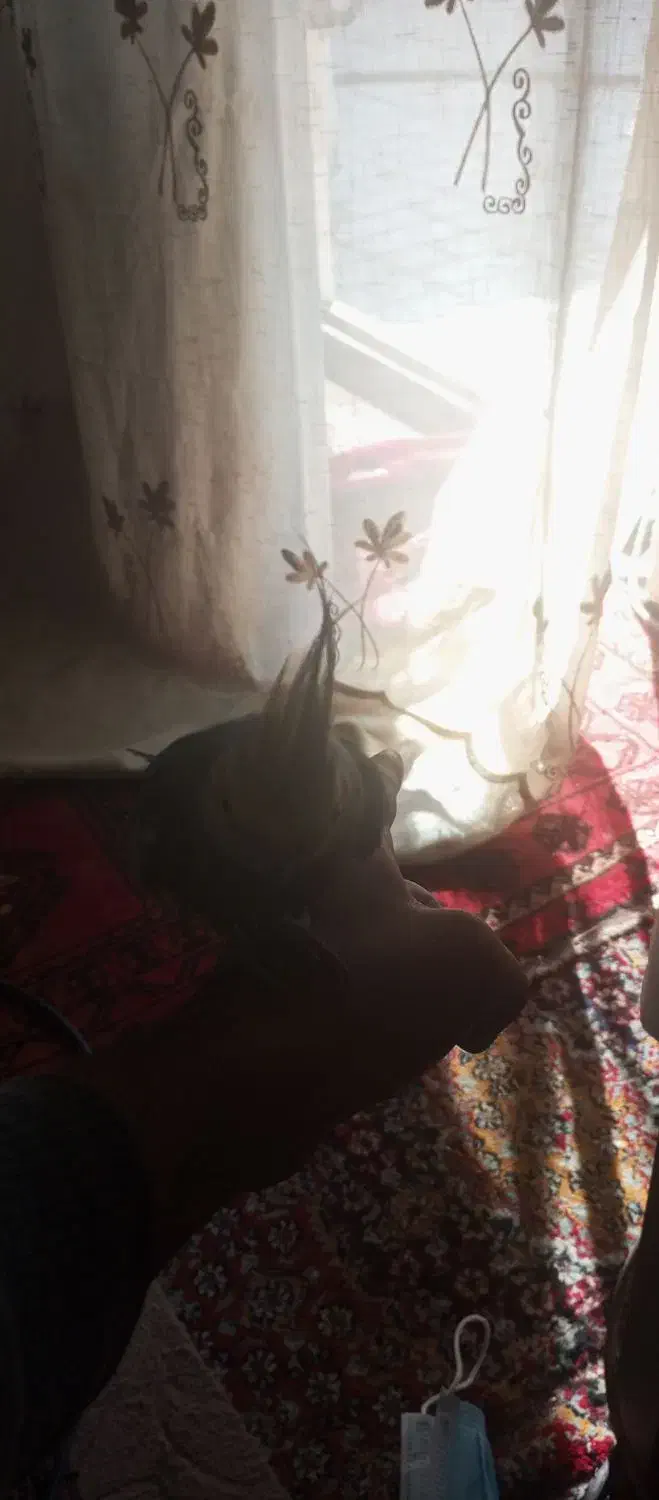 نر ماده عروس درجه ۱ قیمت جفت زدم تخفیف دارم|پرنده|فردوسیه, |دیوار