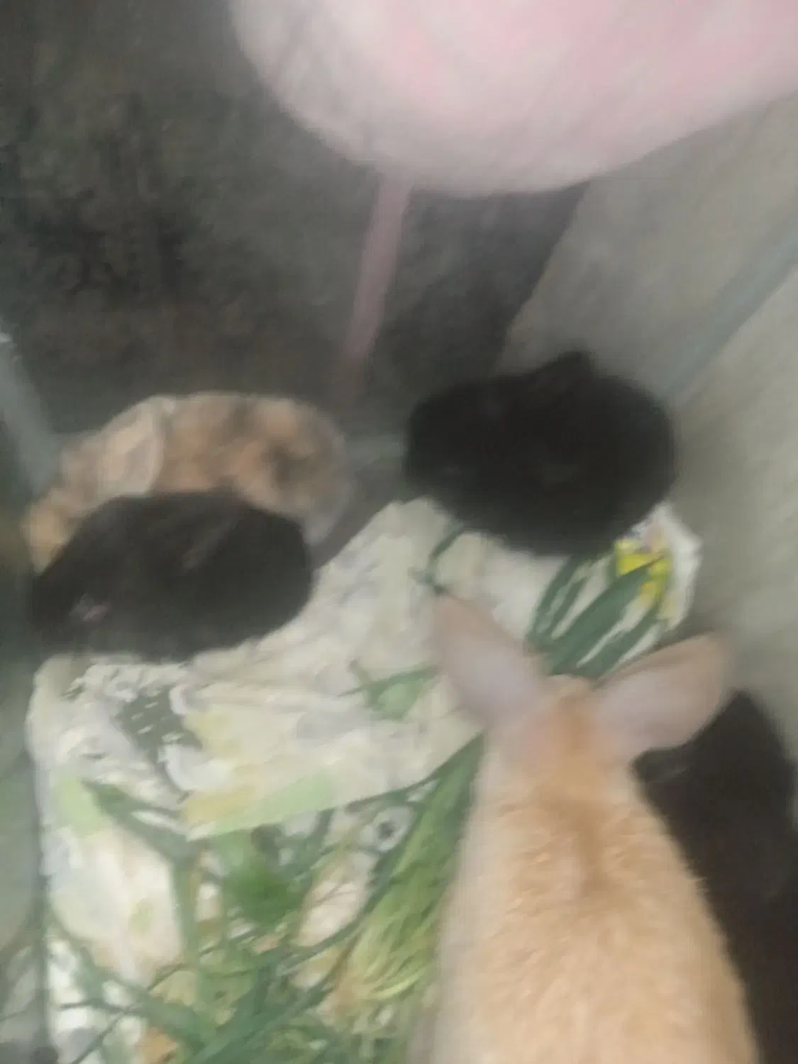 بچه خرگوش 14 روز لوپ هلندی اصل|موش و خرگوش|تربتحیدریه, حاجی یار|دیوار