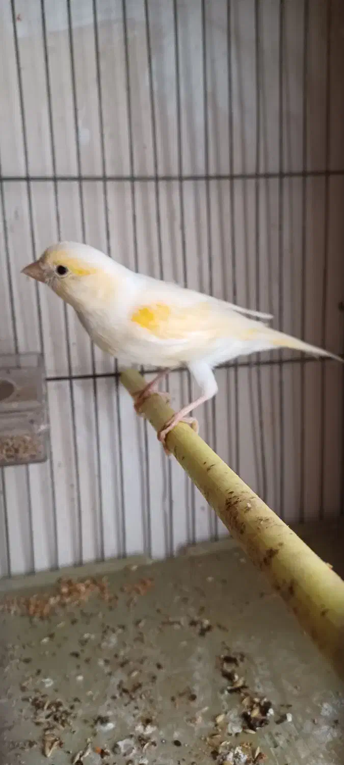 قناری موزاییکی جوان|پرنده|اردبیل, |دیوار