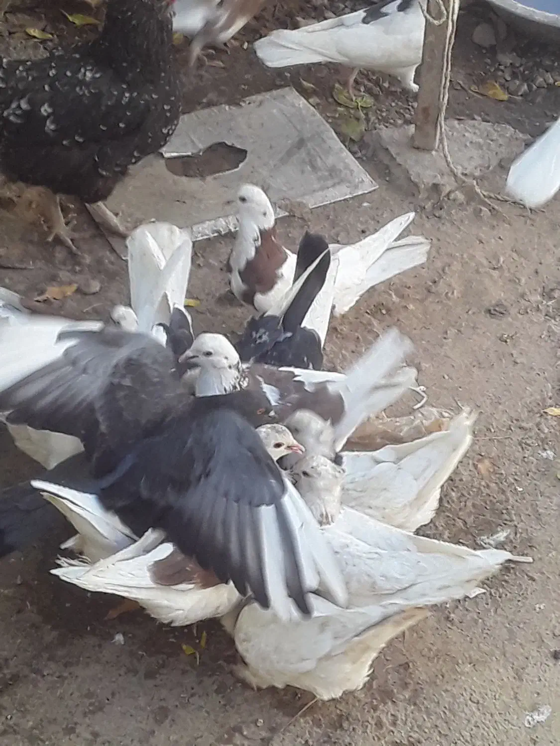 تعد اد۳۰الی ۴۰عدد کبوتر درهم فروشی|پرنده|خانمیرزا, |دیوار