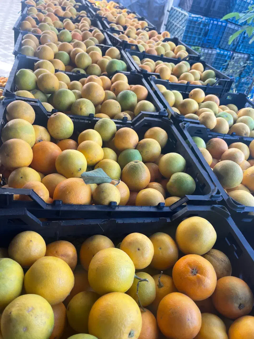 پرتقال تامسون ریز قالب نارنگی درجه یک|عمده‌فروشی|شیرگاه, |دیوار