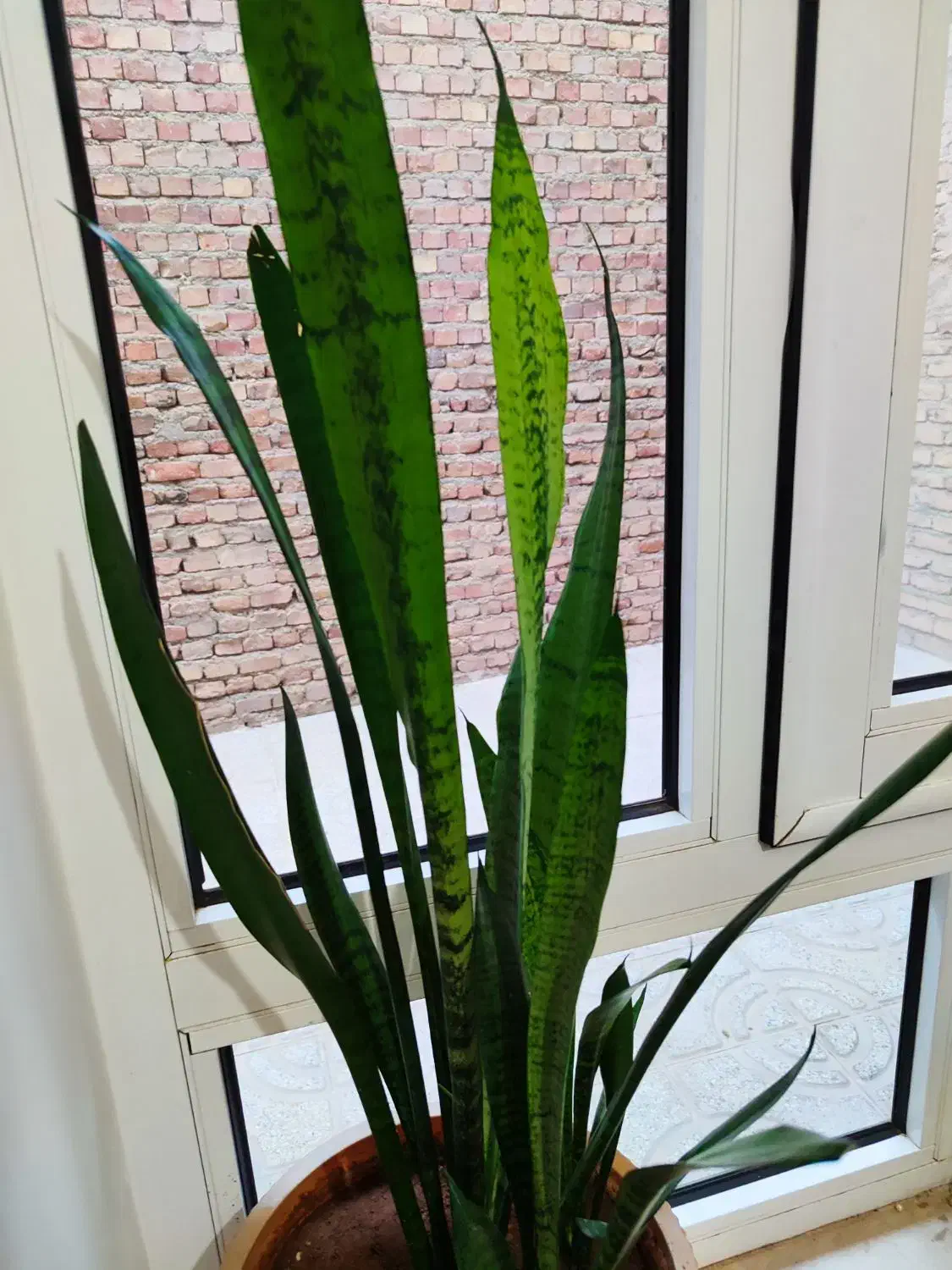 گل سالم و زیبا برای فروش|گل و گیاه طبیعی|مهاباد (آذربایجان غربی), |دیوار