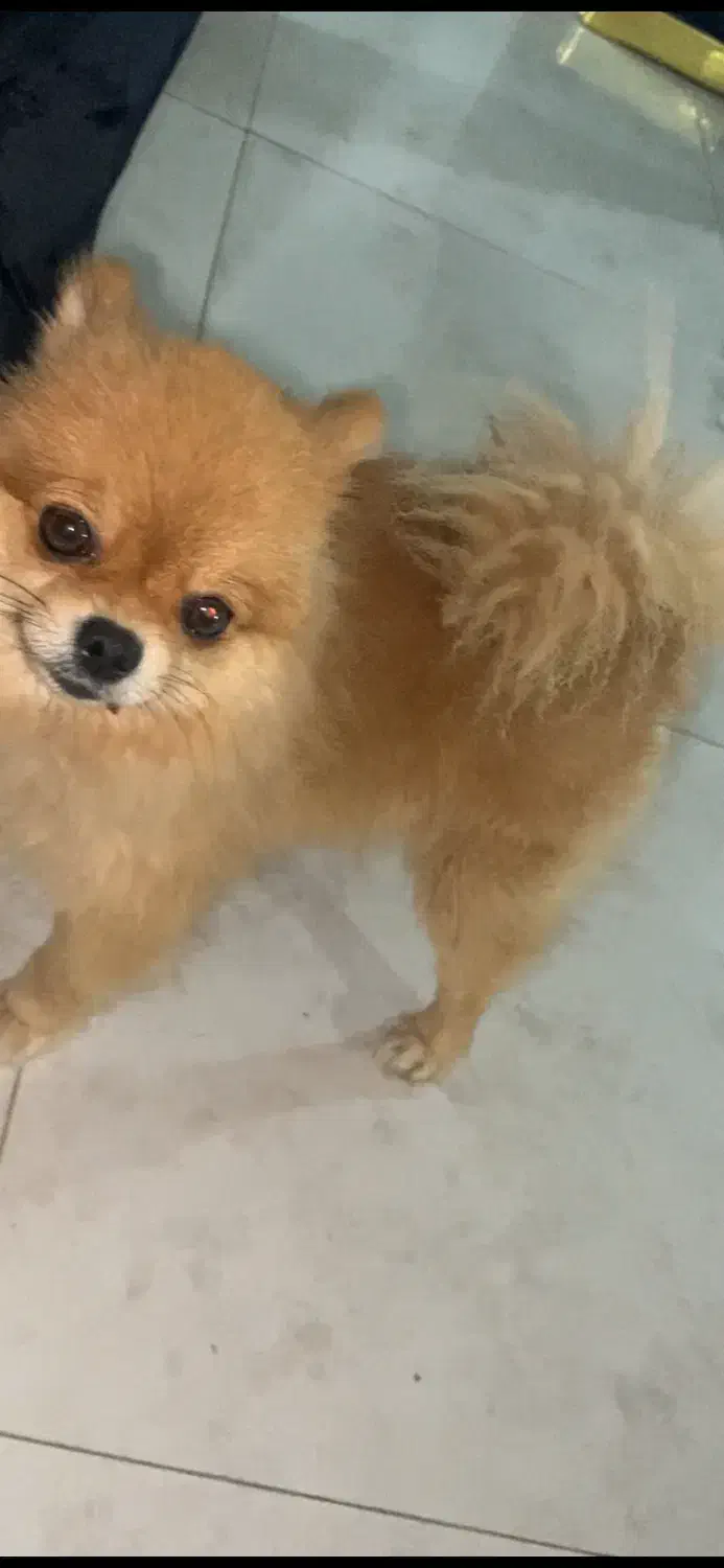 جفت گیری|سگ|کرج, چمن|دیوار