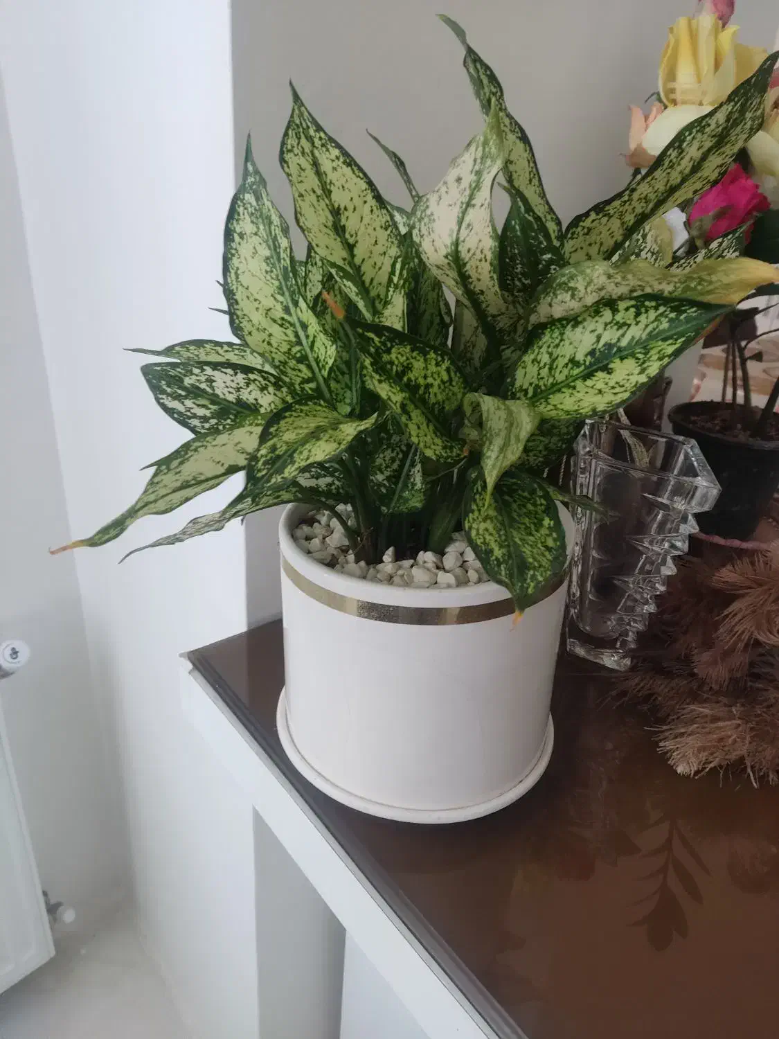 گل‌های فروشی|گل و گیاه طبیعی|نیشابور, دارایی|دیوار