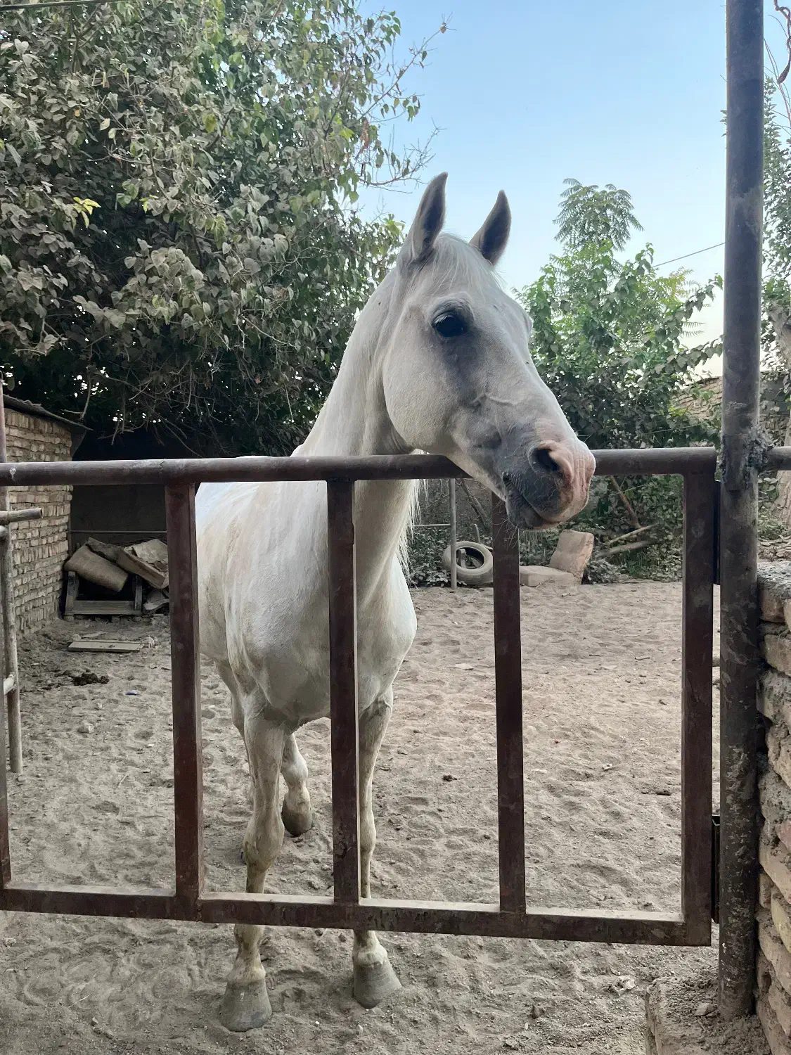 پانسیون اسب ، سوارکاری تفریحی ، آموزش سوارکاری|اسب و تجهیزات اسبسواری|ری, فیروزآباد|دیوار