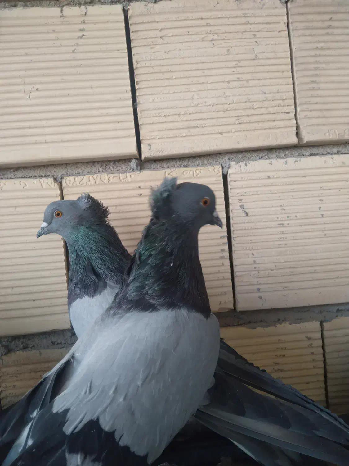 کبوترپر|پرنده|سامان, |دیوار