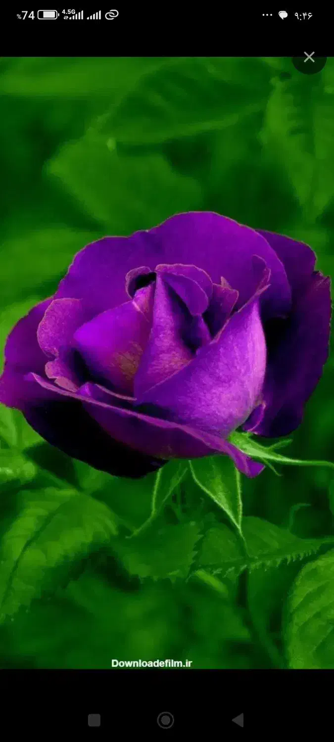 طلا ۳۰۰ بالای تابلو|جواهرات|ساوه, |دیوار