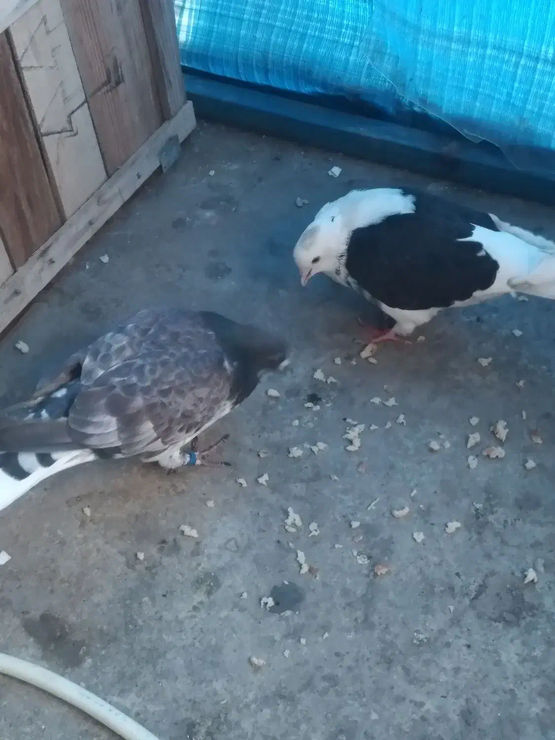 کبوتر|پرنده|گرگان, |دیوار