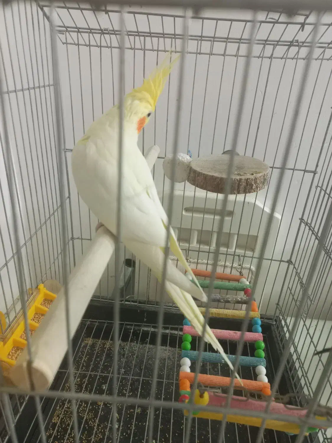 عروس هلندی خشگل کشیده لوتینو|پرنده|مشهد, امیریه|دیوار