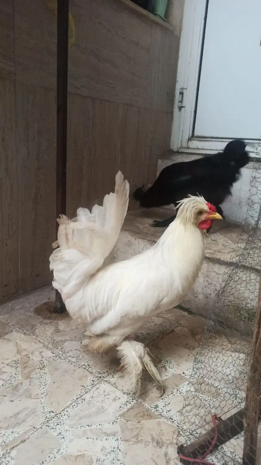 زینتی ، سلطان ، خروس و مروغ|حیوانات مزرعه|رشت, فلسطین|دیوار