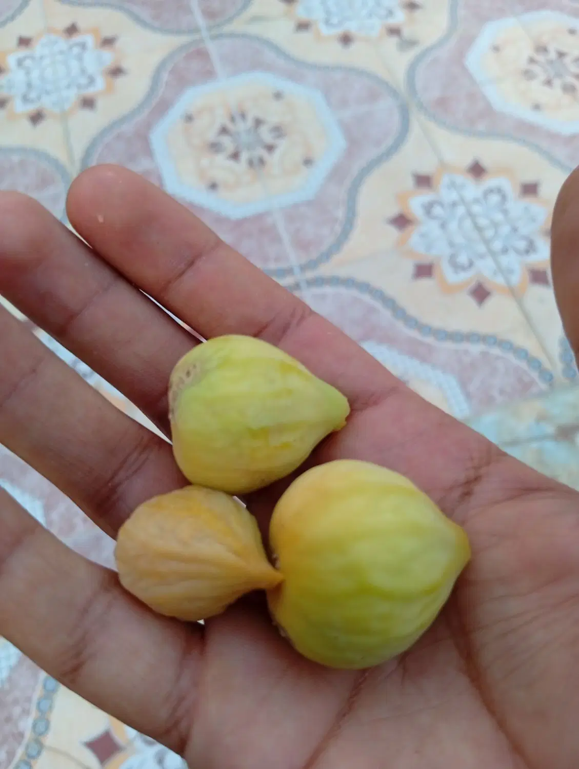 انجیر|گل و گیاه طبیعی|فیروزآباد (فارس), |دیوار