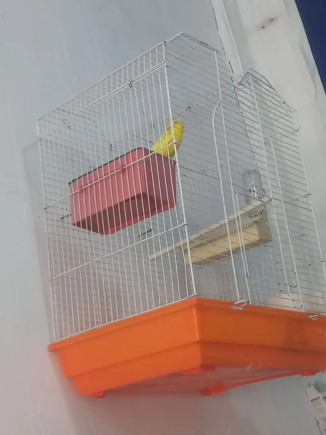 مرغ عشق باقفس|پرنده|اسلامشهر, کاشانک|دیوار