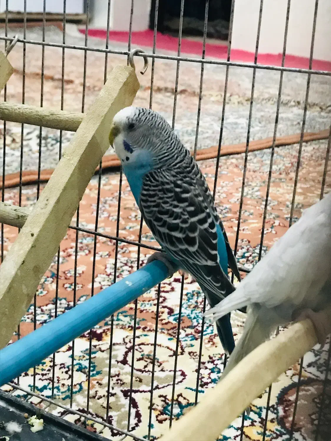 مرغ عشق|پرنده|پیرانشهر, |دیوار