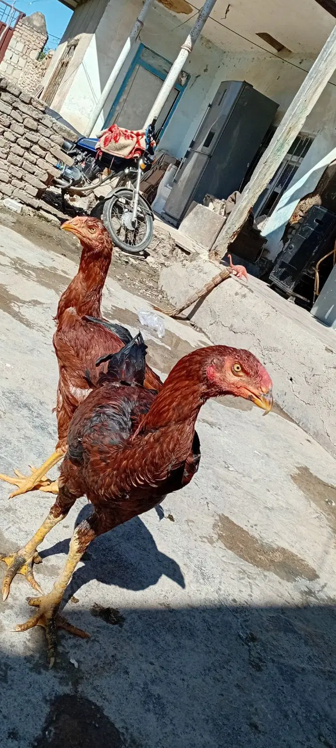 جوجه لاری|حیوانات مزرعه|گرگان, |دیوار