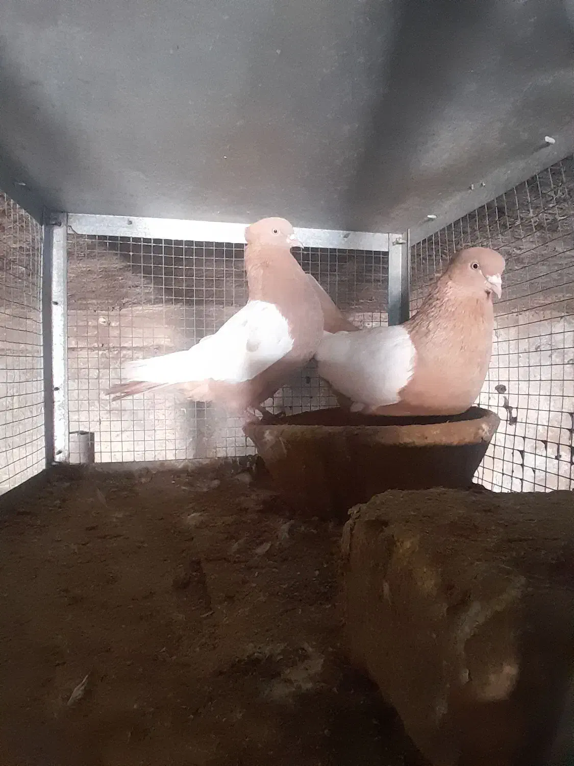 یک جفت،سینه،زرد،دوکت،سفید|پرنده|شیراز, شهرک صنعتی شیراز|دیوار