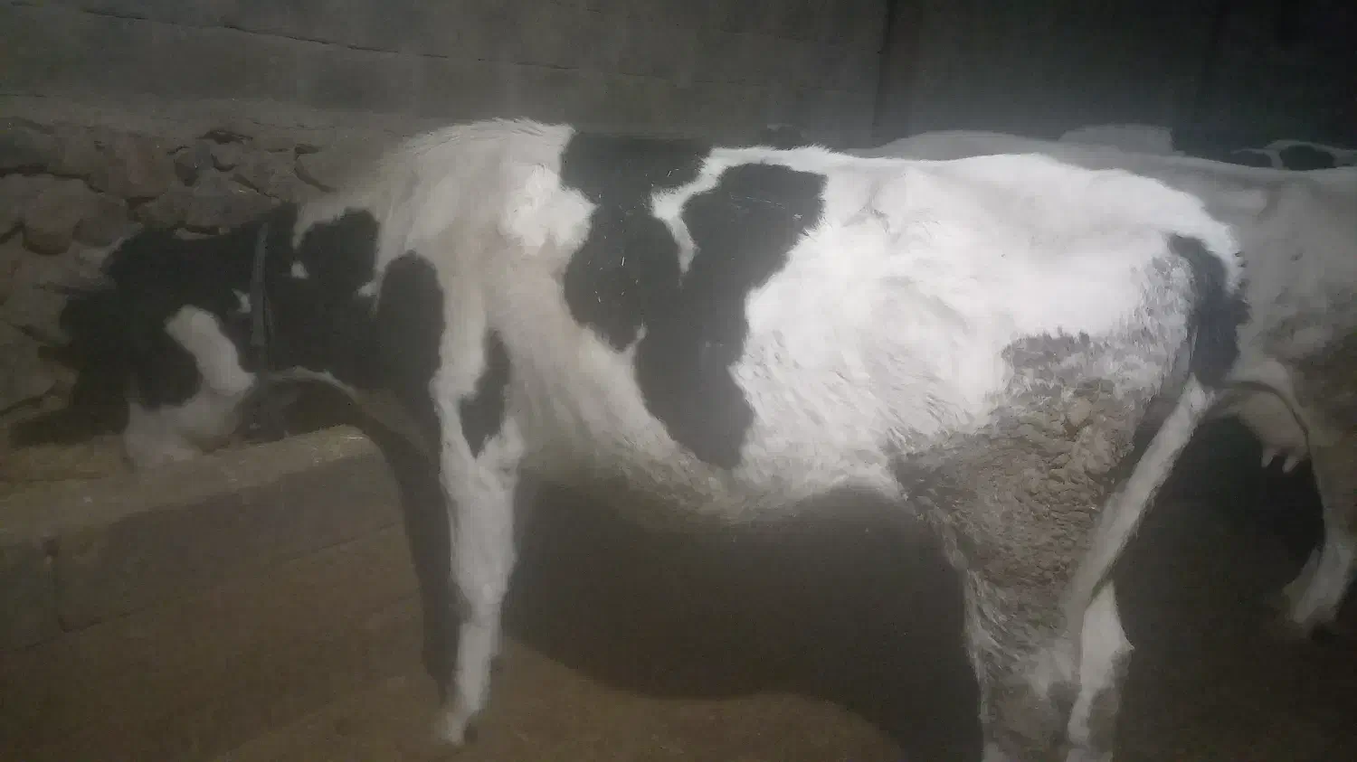 گاو نخری|حیوانات مزرعه|گندمان, |دیوار