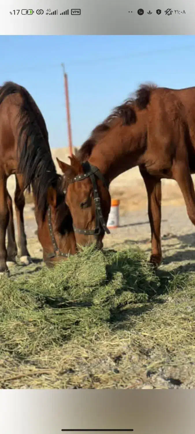 نگهبان برای شهرستان|استخدام سرایداری و نظافت|چاپشلو, |دیوار