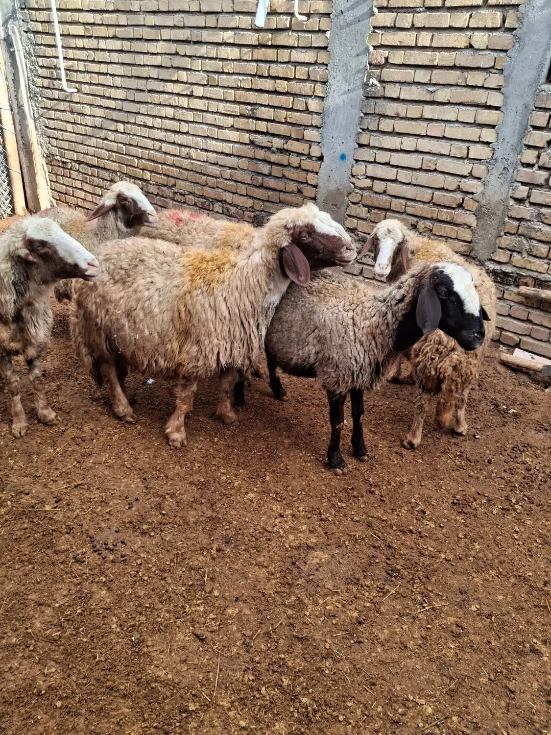 گوسفندسنجابی|حیوانات مزرعه|ماهیدشت, |دیوار