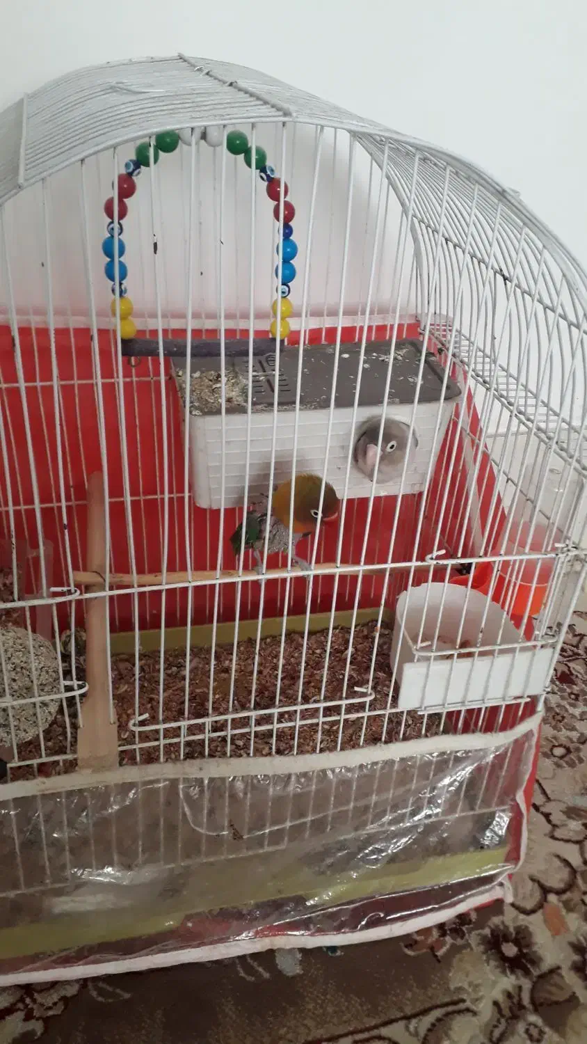 یک جفت کوتوله|پرنده|سبزوار, علمدار|دیوار