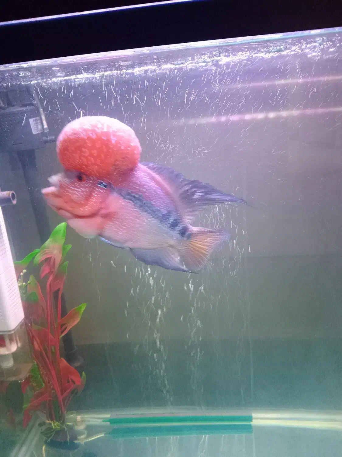 ماهی فلاور|ماهی|تهران, جوادیه|دیوار