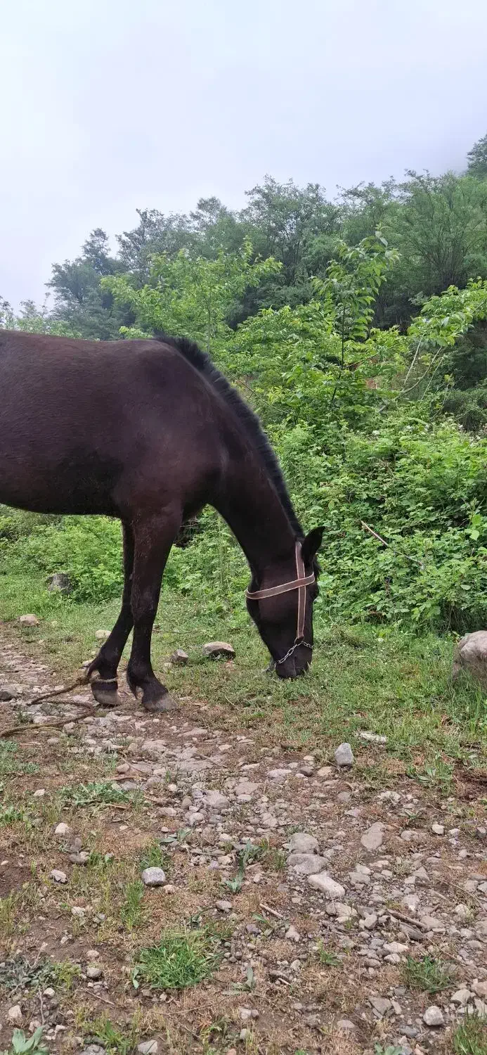 فروش اسب آرام و مطمئن. سالم و بدون بیماری|اسب و تجهیزات اسب‌سواری|علی‌آباد کتول, |دیوار
