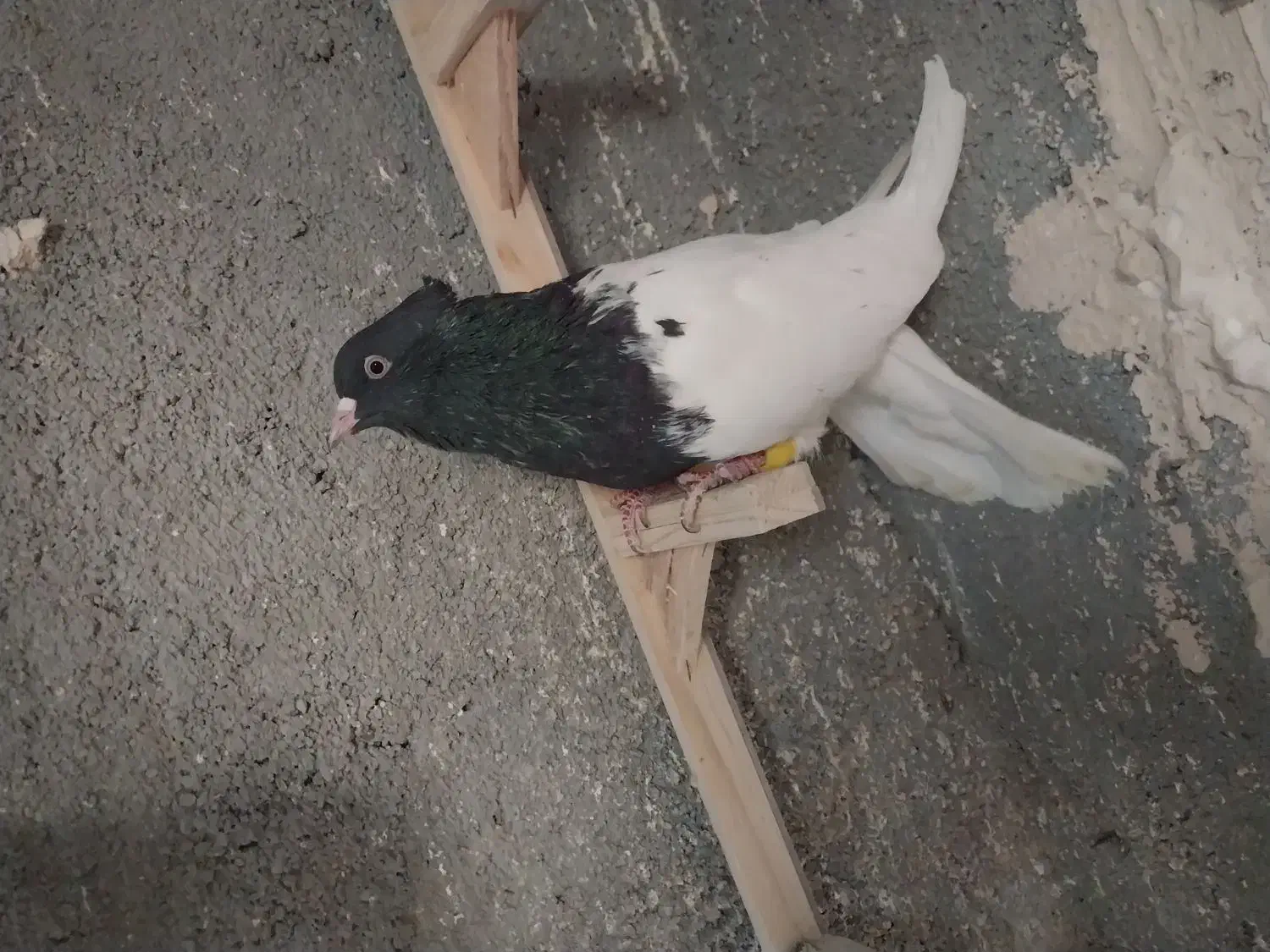 کله سیاه نر عروسک|پرنده|مشهد, ویلاشهر|دیوار